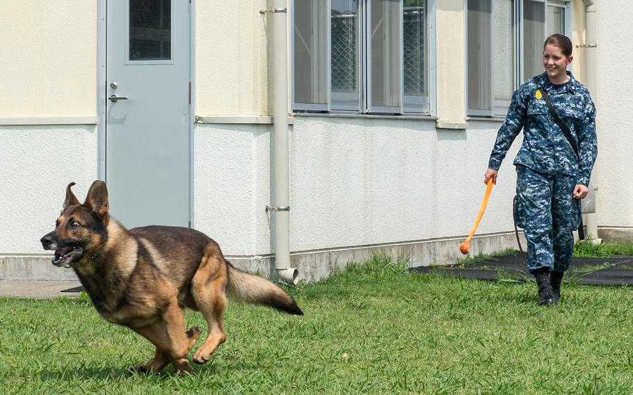 Master-at-Arms 3rd Class Kelsey Carlton, from Clearwater, Fla., assigned to Military Working Dog unit at Fleet Activities Yokosuka, conducts obstacle course training with military working dog Donci. The canines with the unit are used to apprehend suspects, detect explosives and narcotics while searching buildings, ships and submarines.