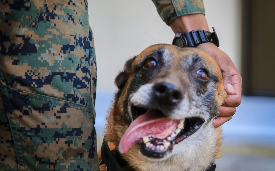 Azra, a military working dog aboard Marine Corps Air Station Iwakuni, Japan, on Feb. 6, 2014, is described by her handler, Lance Cpl. DeSean R. White, as, "that goofy person in office," but also who always gets their work done and does it well. White said, no matter how he is feeling, when he is around Azra, her personality brightens his day. 
