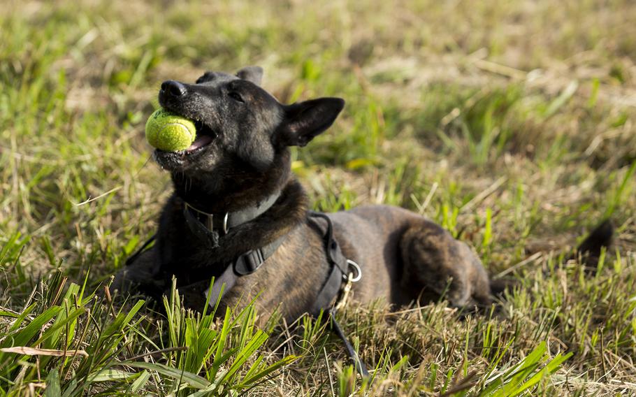 Nicky, a military working dog with Military Working Dog Platoon, 2nd Law Enforcement Battalion, II Marine Expeditionary Force Headquarters Group, chews on a tennis ball after tracking the scent of a Marine aboard Marine Corps Base Camp Lejeune, N.C., Oct. 9, 2014. Seven Marines and five canines conducted bite, tracker and patrol training, enhancing the dogs' sense of hearing and smelling. 