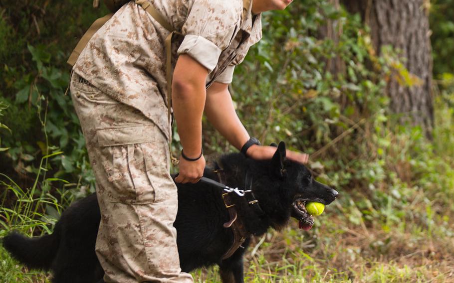 Lance Cpl. Jacob Varela, a combat tracker with Military Working Dog Platoon, 2nd Law Enforcement Battalion, II Marine Expeditionary Force Headquarters Group, and a Chicago, Ill., native, pets his dog Atilla after she found a hidden tennis ball aboard Marine Corps Base Camp Lejeune, N.C., Oct. 9, 2014. Atilla was able to capture the ball by tracking the scent from another Marine. 