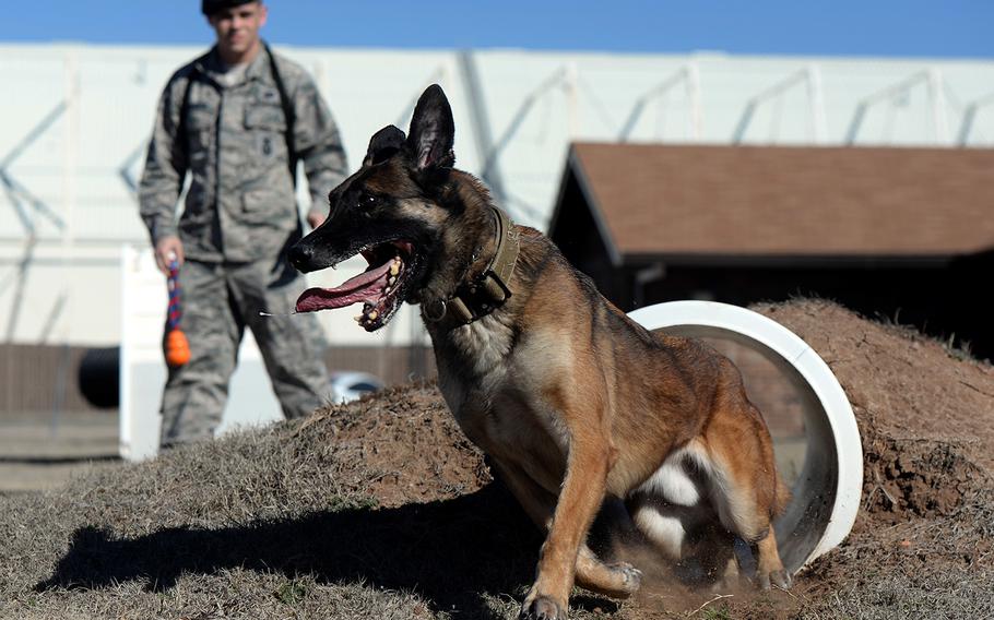 Yyoda, a U.S. Air Force military working dog, runs through a buried tunnel as part of obstacle course training with his handler, U.S. Air Force Staff Sgt. Justin Ridenour, 97th Security Forces Squadron working dog handler, at the kennels, Feb. 10, 2015. The obstacle course consists of a suspended tunnel, a buried tunnel, stairs, an A-frame, a catwalk and three hurdles. The purpose of the obstacle course is to put the canines in situations that other dogs may not normally experience. It gets them out of their comfort zone so they are more likely to chase a perpetrator, or accompany their handler through dangerous or unusual terrain. 
