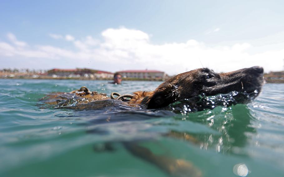 A Marine with 1st Marine Raider Support Battalion, U.S. Marine Corps Forces, Special Operations Command, and his Multi-Purpose Canine demonstrate long-distance scout swimming techniques near the Del Mar Marina aboard Marine Corps Base Camp Pendleton, Calif., May 15, 2015.