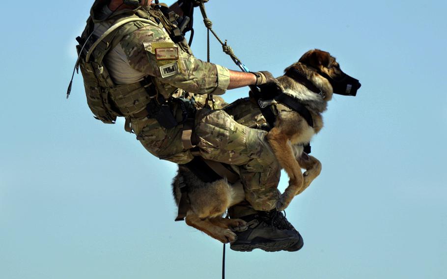 Airman 1st Class Jason Fischman hoists a U.S. Army tactical explosive detection dog into a HH-60G Pave Hawk during a joint rescue training scenario June 21, 2013, at Bagram Airfield, Afghanistan. This training was a first for both branches and prepared them for future rescue missions. (U.S. Air Force photo by Staff Sgt. Stephenie Wade)