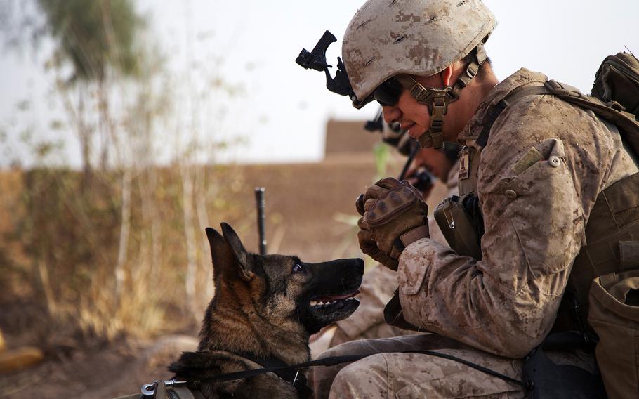 Lance Cpl. Joseph Nunez from Burbank, Calif., interacts with Viky, a U.S. Marine Corps improvised explosive device detection dog, after searching a compound while conducting counter-insurgency operations in Helmand province, Afghanistan, July 17, 2013. The Marines of Fox Company, 2nd Battalion, 2nd Marine Regiment conducted operations to deter insurgent activity, establish a presence and gather human intelligence. 