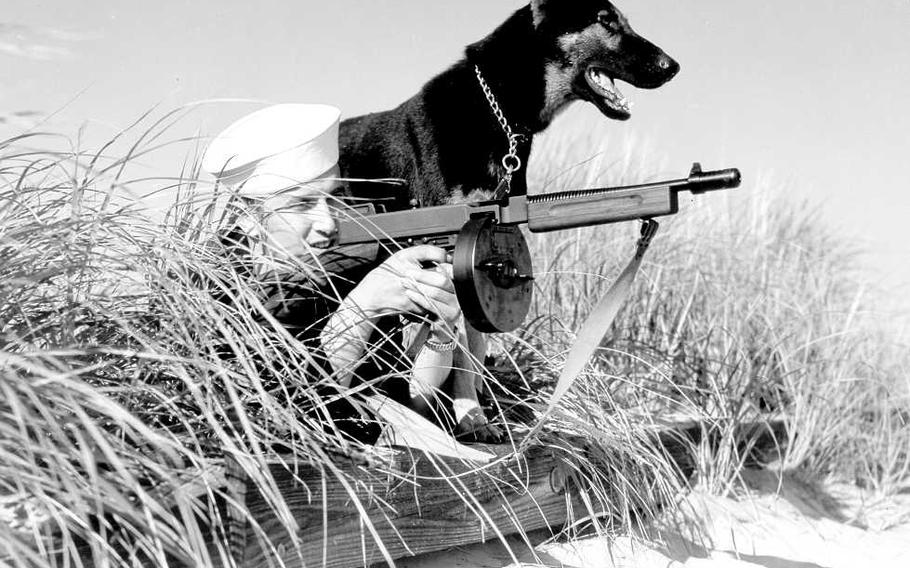 On a lonely outpost on the Atlantic, this alert, trained dog gives the signal of warning to the Coast Guardsmen who then challenges any suspected enemy spies and saboteurs. The date and photographer is unknown. 