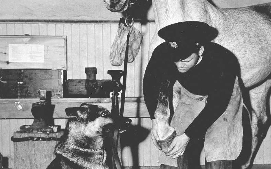 Man, dog, and horse have always been inseparable pals. U.S. Coast Guardsman Joe Opalka, a blacksmith at a horse and dog beach patrol station on the Pacific Coast, prepares to shoe an equine Coast Guard member, while a canine guardian holds fast the reins.

