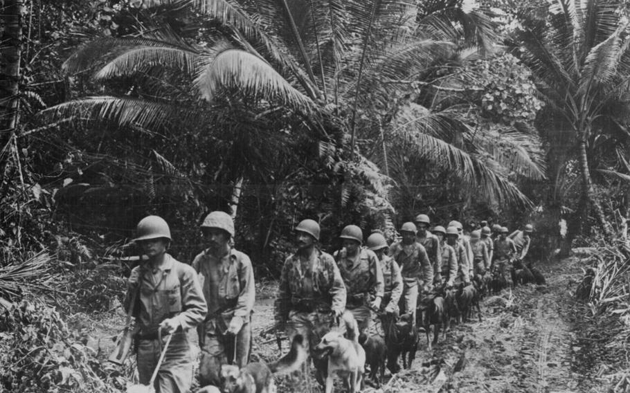 U.S. Marine Raiders and their dogs, which are used for scouting and running messages, starting off for the jungle front lines on Bougainville, sometime during November or December 1943.