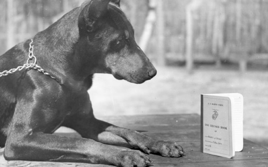 A Devil Dog in training: Marine Devil Dogs learn the art of war at canine training camp Lejeune, New River, N.C. , in 1943. These dogs are being specially trained to accompany Marines qualifications, promotions and citations – similar to his master’s, a fighting Marine. Pvt “Dean” is a Doberman Pinscher, who was enlisted by his owner for the duration of World War II. 