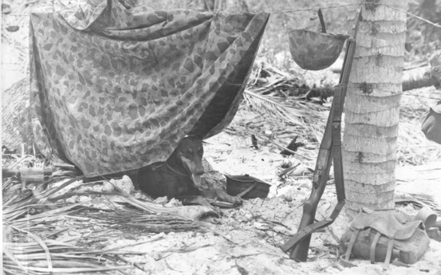 A Marine Corps War Dog rests in the shade of a camouflaged shelter-half hung over a barbed wire entanglement, after a hard tour of front line duty at Guam during World War II. The exact date is unknown. 