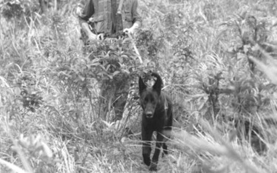 Scout dog Nick and his handler, Lance Corporal Lewis A. Raborn from War Dog Platoon, 1st military Police Battalion, Force Logistic Command, take the point of a patrol in the Khe Sahn Mountains during the Vietnam War. The exact date is unknown. 