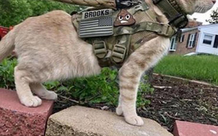 U.S. Forces Japan celebrated April Fools' Day by tweeting a photo of a cat named Muffins tactical patches and the sort of camouflage harness you might expect to see on a military working dog.