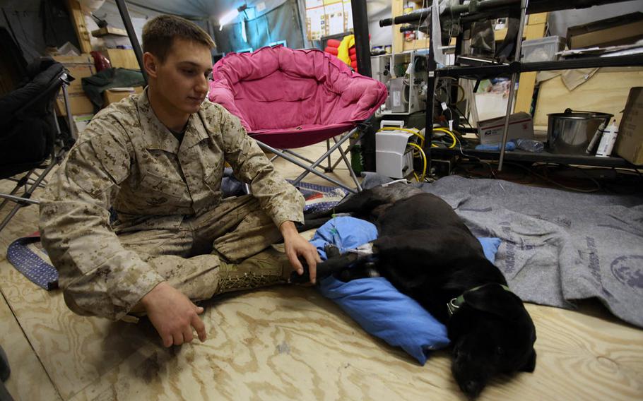 Lance Cpl. Eric Devine, of 1st Battalion, 6th Marine Regiment, sits beside Dakota, an improvised explosive device detection dog, as she recovers at Camp Leatherneck the day after being shot in the hip on April 15, 2010, in Marjah, Afghanistan.