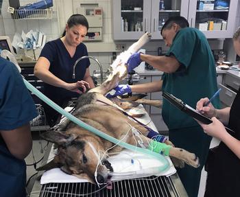 Maj. Renee Krebs, a veterinary surgeon with Veterinary Medical Center Europe, prepares Alex, a military working dog, to have his leg amputated Aug. 15, 2018, at the medical center in Kaiserslautern, Germany. Alex was wounded in Afghanistan by shrapnel in his leg and back.