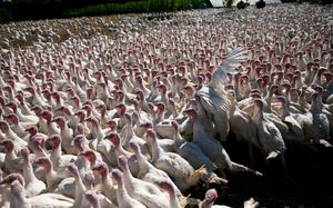 Turkeys at a third-generation turkey farm in New Carlisle, Ohio. 
