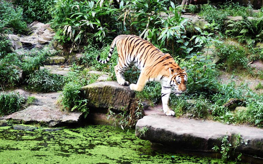 An Asiatic tiger at the Nuremberg Teirgarten, Nuremberg, Germany, Tuesday, August 1, 2017.