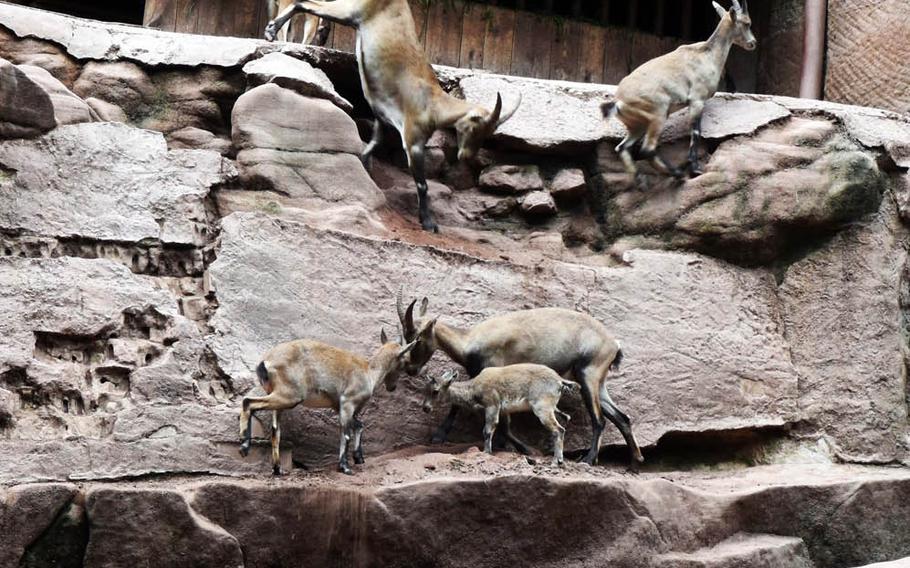 Alpine ibexes running up a stony hill at the Nuremberg Teirgarten, Nuremberg, Germany, Tuesday, August 1, 2017.