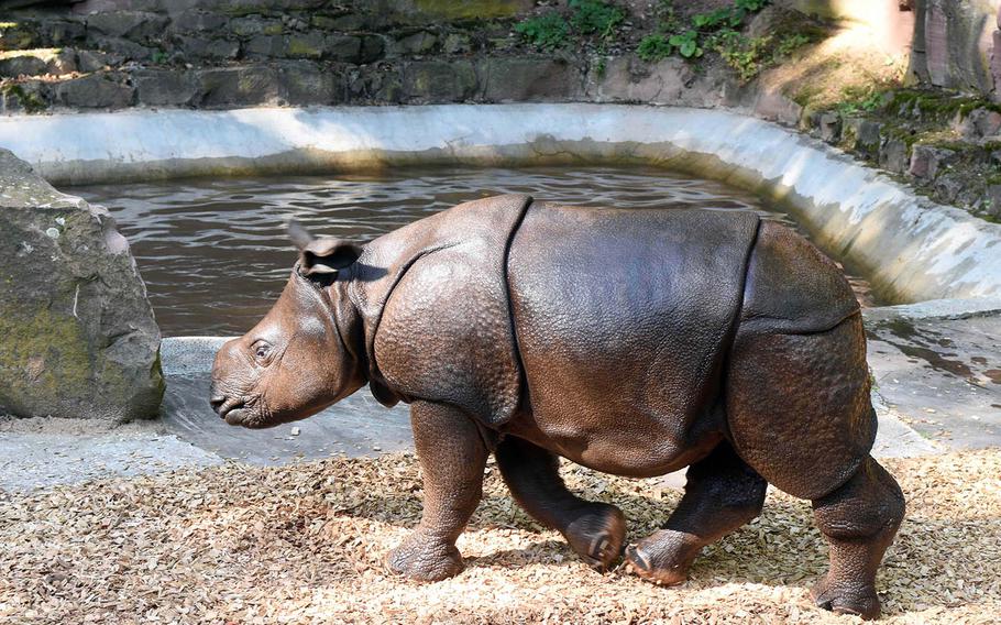 A baby rhinoceros at the Nuremberg Teirgarten appears oblivious to the small crowd watching.