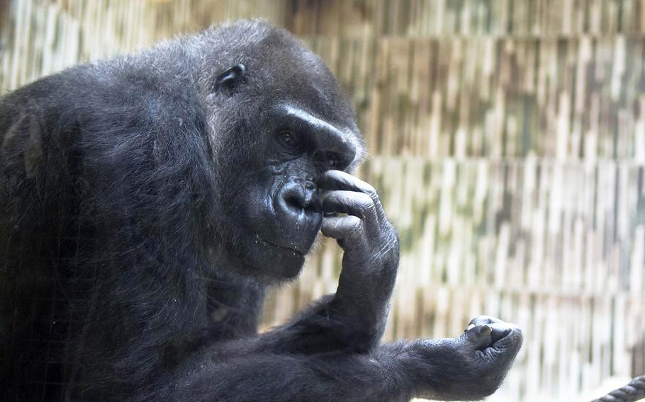 A gorilla scratches his nose inside part of the gorilla enclosure at the Nuremberg Teirgarten, Nuremberg, Germany.
