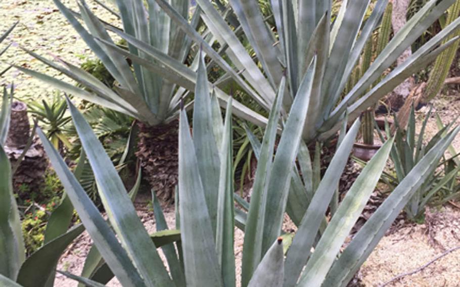 An agave plant at Okinawa's Southeast Botanical Gardens.