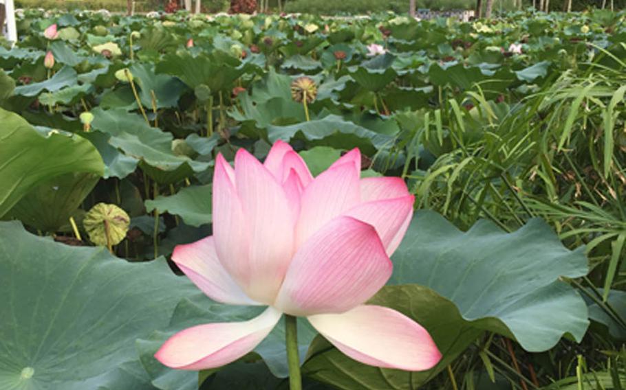 One of the summer's last lotus flowers defies time at Okinawa's Southeast Botanical Gardens on a warm day at the end of August.
