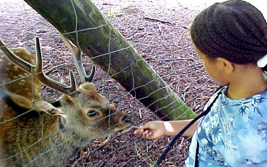 Mary Marshall feeds a deer at Tiergarten Weilburg.