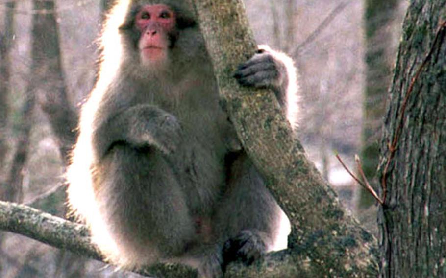 You’ll never feel alone in Nagano, Japan: snow monkeys, like this adult, abound in the snowy former Olympic resort.