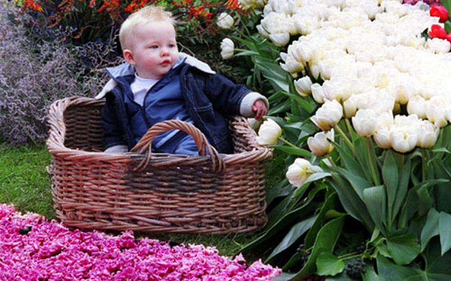 Stranded between tulips and hyacinths like Moses in his basket, a youngster looks out at the surrounding crowds.