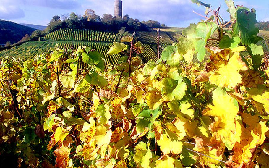 Riesling grapes shining in the late afternoon sun frame Castle Scharfenstein near Kiedrich, Germany. Kiedrich is one of the famous wine villages in the Rheingau wine region.
