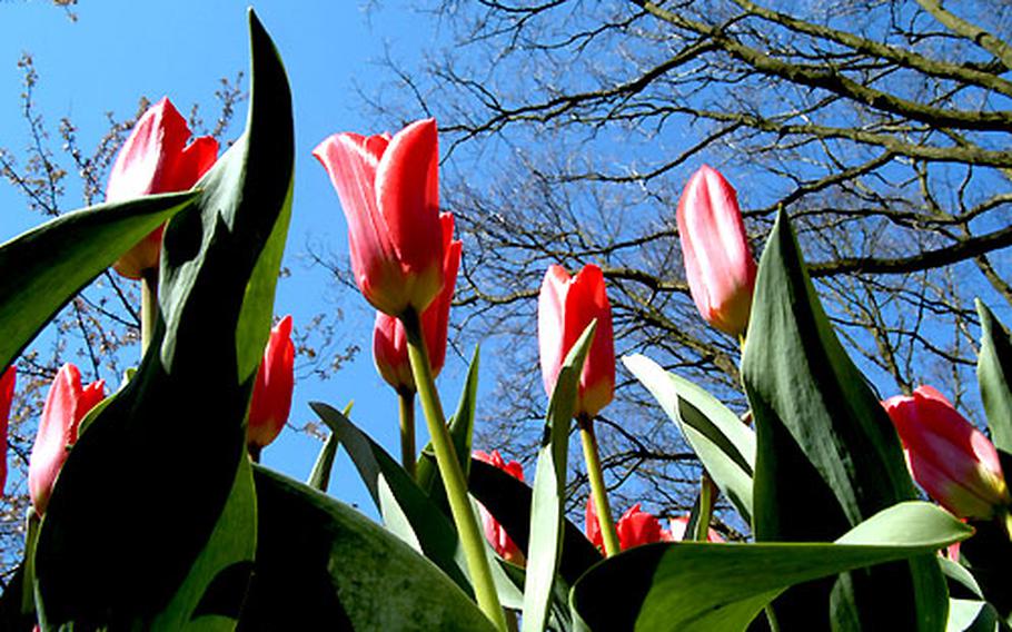 Tulips bloom under a blue Dutch sky at Keukenhof.
