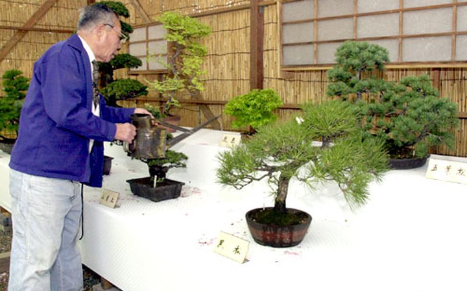 A man waters Bonsai trees in a display at Yasukuni Shrine during the Great Spring Festival.
