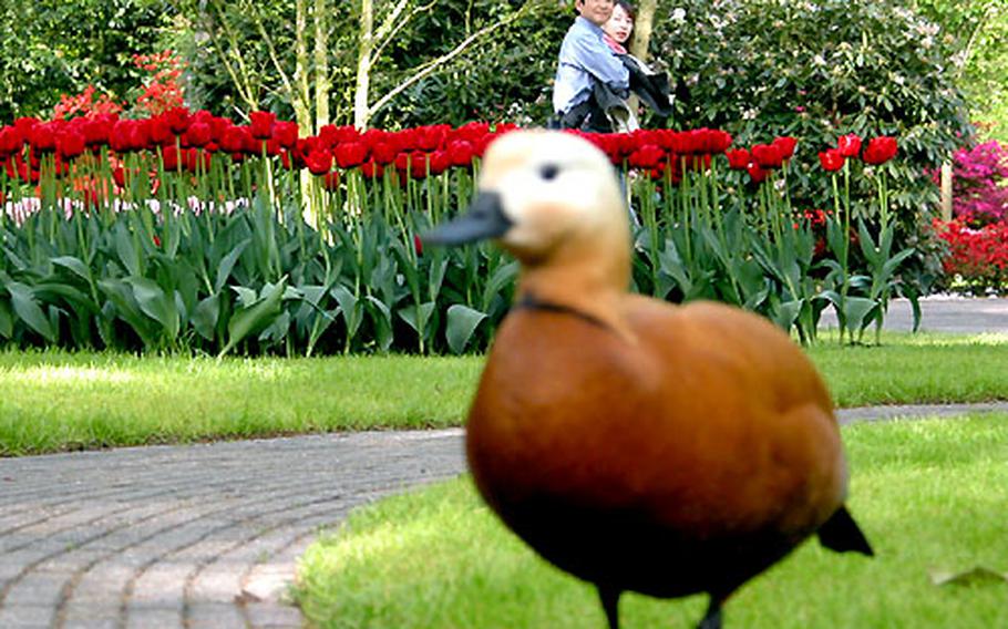 Tourists eye one of the tulip patches at Keukenhof, southwest of Amsterdam, and one of the gardens&#39; feathered residents