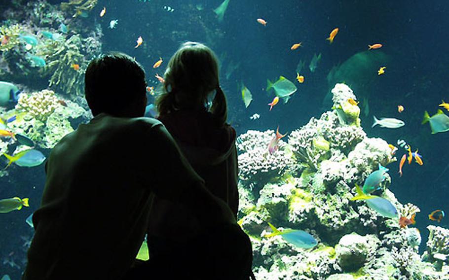 A father and daughter watch the fish swimming at the entrance to the aquarium part of the Musée Océanographique in Monaco. The aquatic creatures are generally a big attraction for kids, though there’s plenty of supplementary material that would interest grownups.