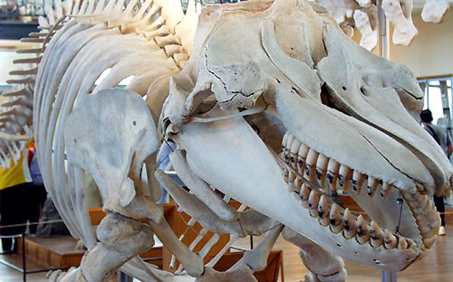 One of the museum’s upstairs rooms features the skeletal remains (and others preserved in jars) of myriad marine creatures, including this killer whale.
