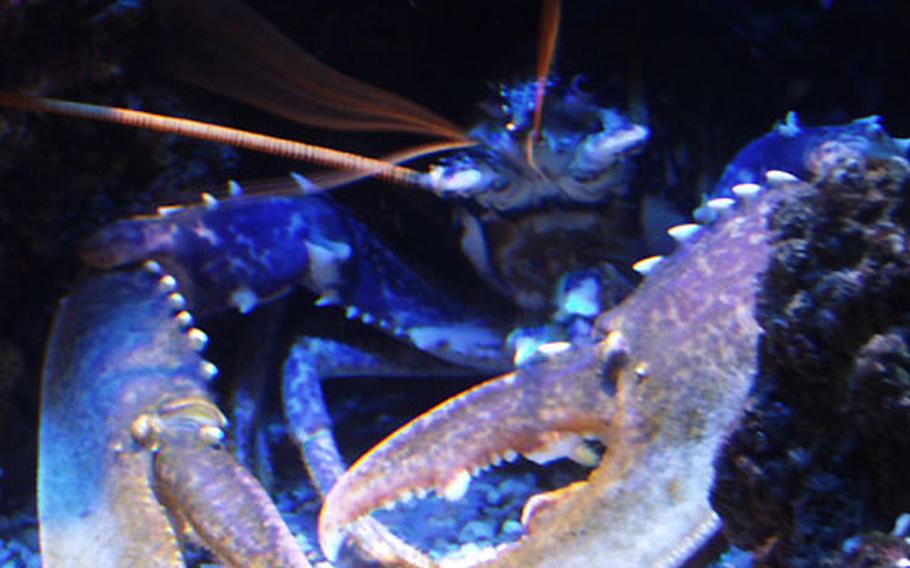The European Lobster looks much more menacing in his tank than he does on dinner plates across the continent.