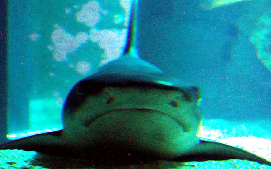 Those wanting to see sharks are in luck — there are several species at the aquarium, including a few like this intimidating fellow.