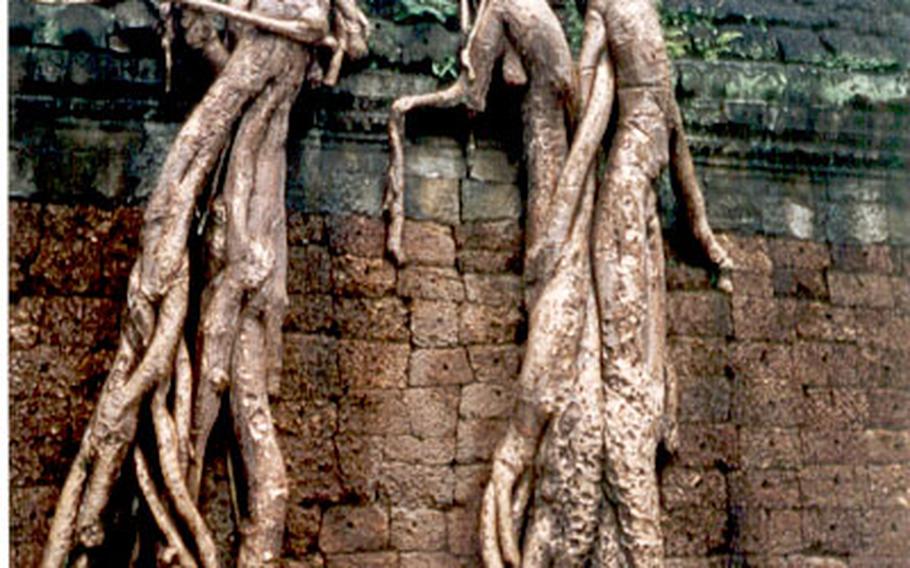 Trees with roots like muscular worms grow atop walls at the Angkor temples.