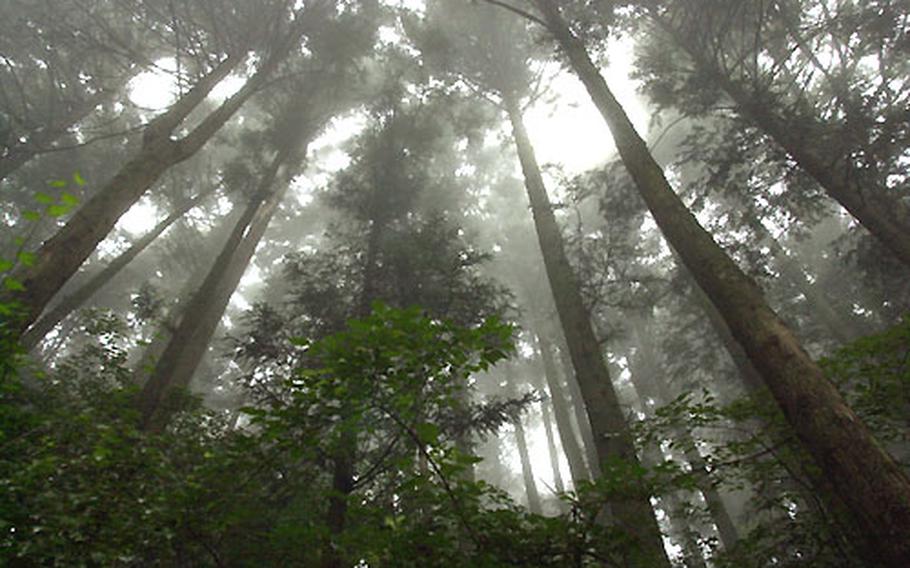 From the hiking trails on Mount Mitake you are dwarfed by the towering and wonderous canopy of cyprus and cedar trees.