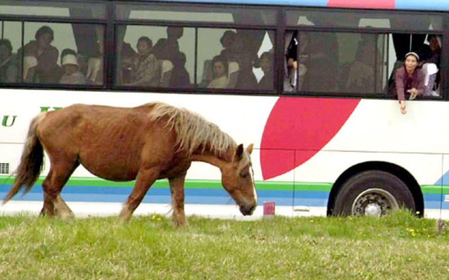 A bus-bound tourist tries to capture the attention of a grazing horse on Cape Shiriya.