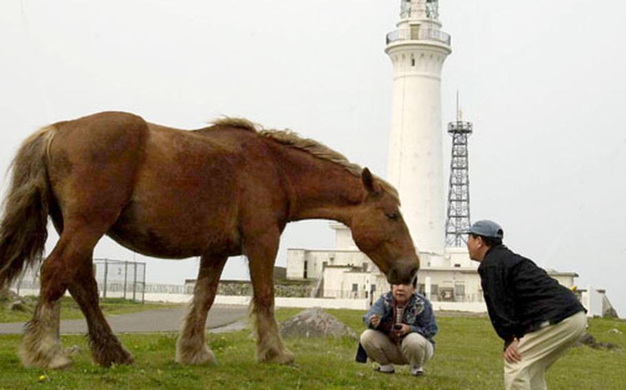 In the shadow of the Cape Shiriya lighthouse, visitors get friendly with a Kandachime horse.