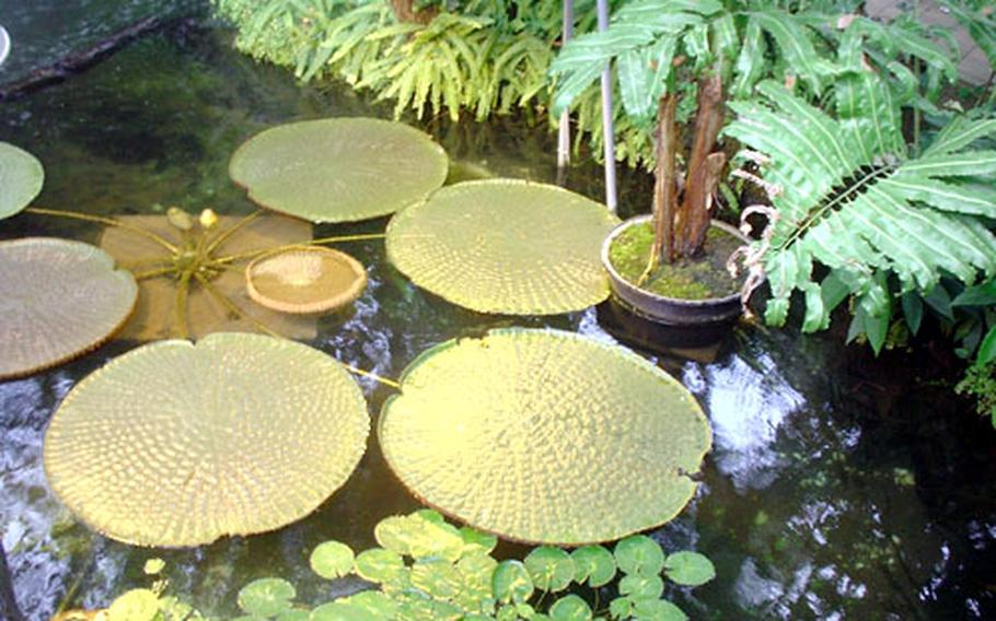 The giant lotus "Victoria," native to the Amazon in Brazil, grows big enough for a child to stand on it.