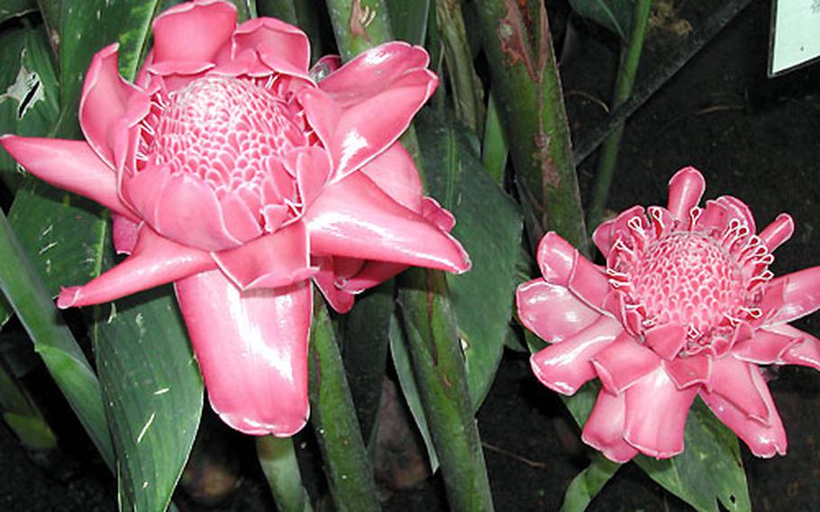 Torch Ginger, native to Southeast Asia, can grow to 18-20 feet with leathery 3-foot-long leaves that are dark green.