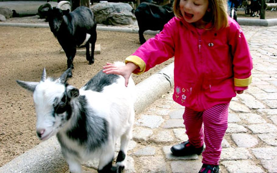 Caitlin Wesson attempts to befriend a black and white baby goat at the petting zoo within the Berlin Zoologischer Garten.