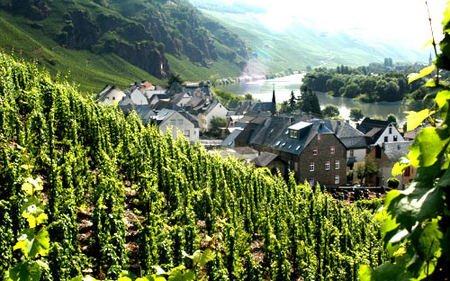 Vineyards of the famous ürziger Würzgarten, or "spice garden," surround ürzig. The wine is one of the best-known of the region.
