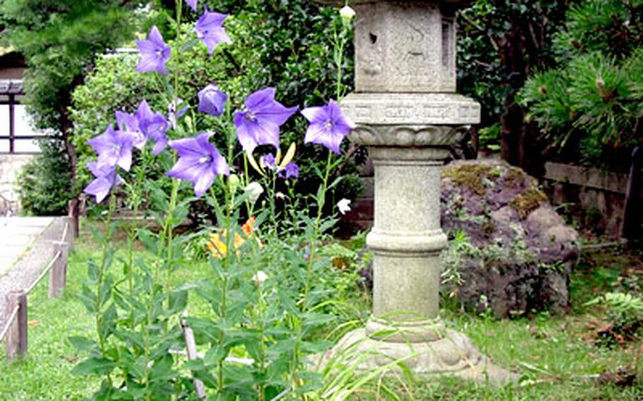 Flowers the Japanese call "keiko" bloom near a stone lantern next to a path in Buddhist temple grounds in the hills above Kyoto&#39;s venerable Gion district.