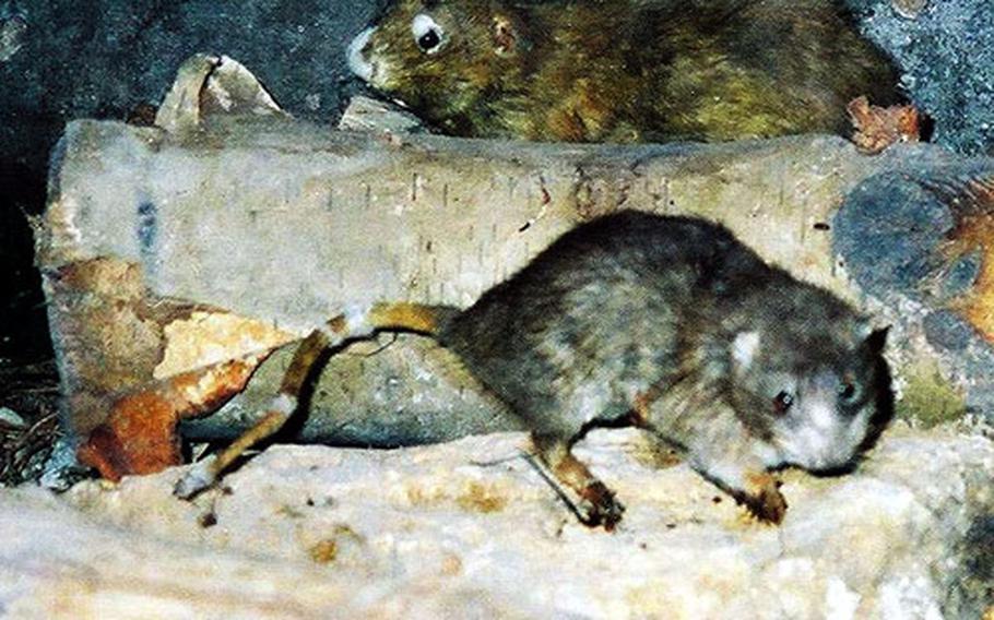 While rats do pose problems, they also consume a goodly amount of waste in the sewers.