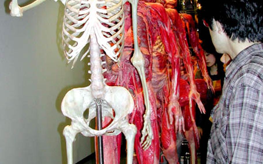 Specimens standing in a row. Of 160 samples, 20 are whole bodies. The new technology plastomic was developed in China.