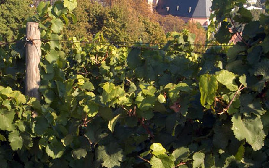 The vineyards of Oppenheim and the Katherinenkirche.