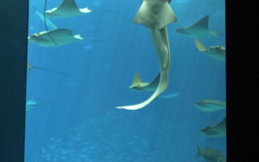 A whale shark and sting ray swim vertically up an acrylic panel while visitors sit and have a meal at the Ocean Blue Cafe in the Okinawa Churaumi Aquarium. The acrylic wall of the 7,500-ton tank is 60 cm thick.