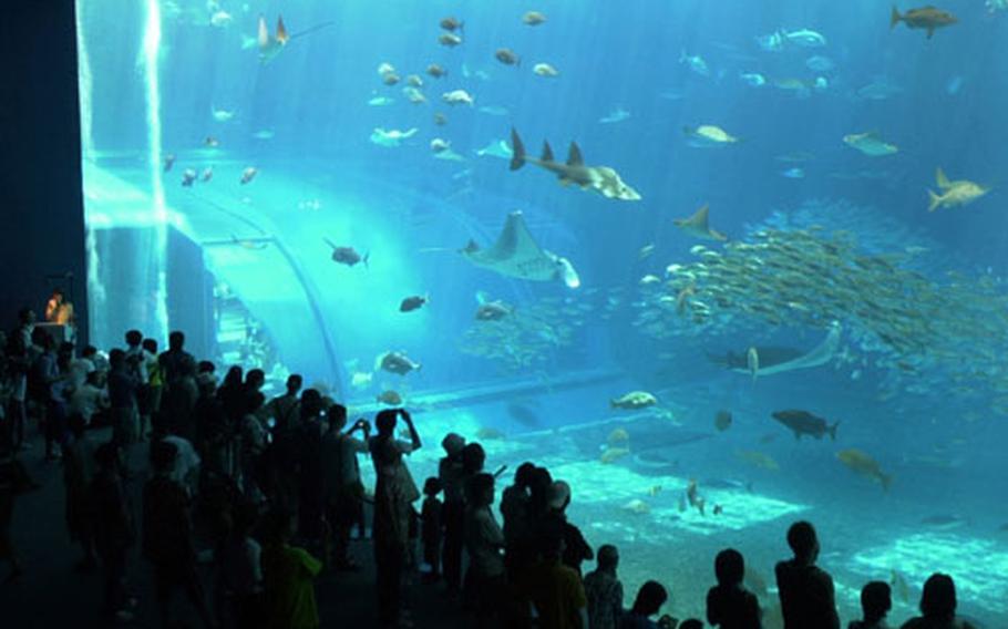 Visitors of the Okinawa Churaumi Aquarium at the Ocean Expo Park view some of the 30,000 fish in the main attraction Kuroshio Current tank. The 7,500-ton tank is the second largest in the world and holds several whale sharks and manta rays.