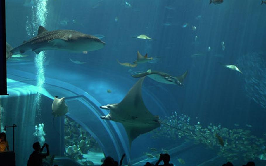 A giant whale shark and manta ray swim in front of guests of the Okinawa Churaumi Aquarium. They are in the 7,500-ton Kuroshio Current tank, the second largest in the world.